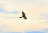 Cooper's Hawk
