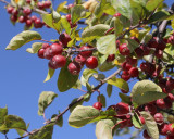 Adam's Crabapples #100 (9950)
