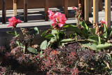 Canna (9925)