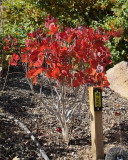 Royal Purple Smoke Tree #425 (9907)