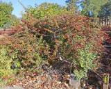 Green Barberry #434 (9960)