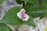 Tradescantia Maiden's Blush