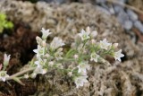 Rosularia plathyphylla
