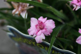Rhodohypoxis Twinkle Star's