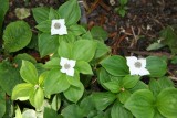 Cornus canadensis