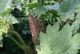 Gunnera