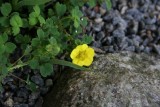 Potentilla spec. Nepal