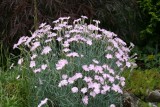 Dianthus