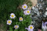 Bellis rotundifolia Carolescens
