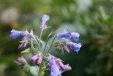 Mertensia alpina