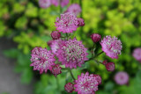 Astrantia Major