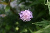 Scabiosa columbavio