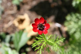 Adonis Annua