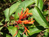 Butterfly Garden