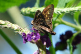 Butterfly Garden