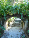 Fern Walk