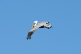 Brown Pelican