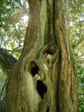 Nature Trail