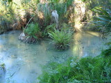 Palmer Water Garden