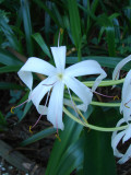 Palmer Water Garden
