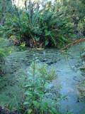 Palmer Water Garden