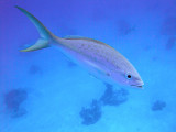 Yellow Tailed Snapper Up Close