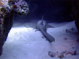 Sleeping Nurse Shark