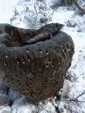 Coral Grouper Resting on Large Sponge 2