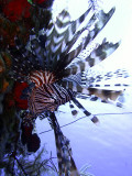 Hunting Lionfish 5