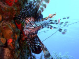 Hunting Lionfish 9