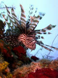 Hunting Lionfish 11