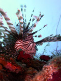 Hunting Lionfish 12