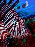 Lionfish Head Close Up 2