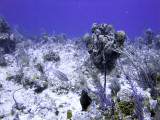 Underwater Scene at Two Step