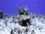 Underwater Scene at Two Step 2