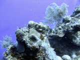 Underwater Scene at Two Step 3