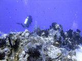 Diver at Boat Cove