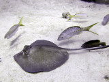 Feeding Ray