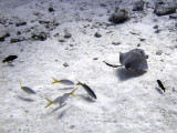 Feeding Ray 3