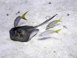 Feeding Ray with Entourage 5