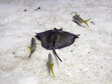 Feeding Ray with Entourage 6
