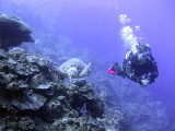 Leatherback Turtle Diver Swimming Along Wall