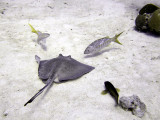 Ray Entourage