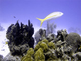 Yellow Tailed Snapper and Bommie