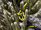 Cleaner Wrasse Amongst Coral
