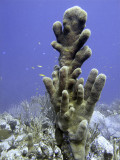 Feeding Coral and Cleaner Fish