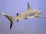 Reef Shark Swimming Away