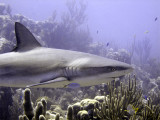 Shark Swimming Past
