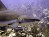 Shark Swimming Past 3