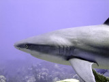Shark Swimming Past 4